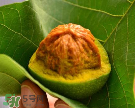 青皮核桃可以冷凍嗎？青皮核桃可以冷藏嗎？