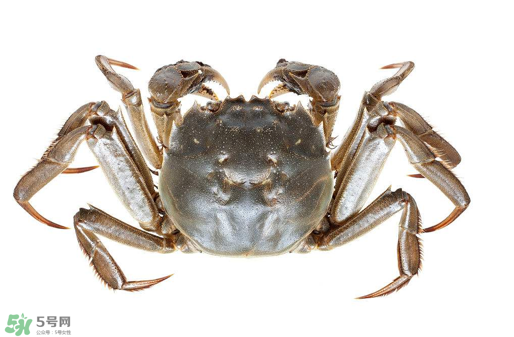 哪種螃蟹不能吃？什么樣的螃蟹不能吃？