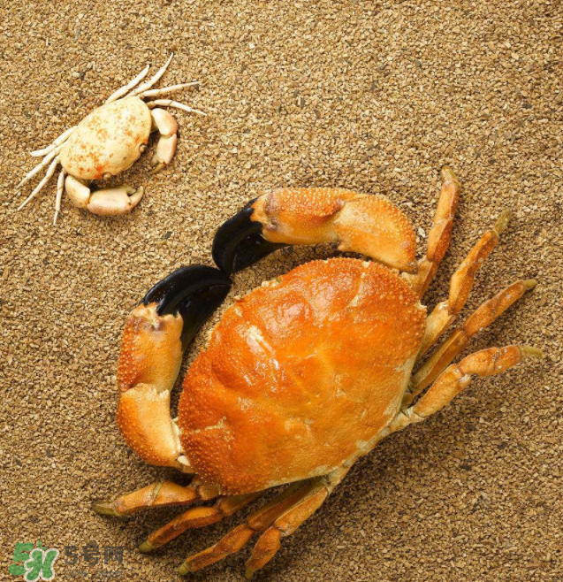 哪種螃蟹適合做香辣蟹？香辣蟹是用什么蟹做的？