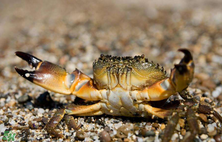 哪種螃蟹適合做香辣蟹？香辣蟹是用什么蟹做的？