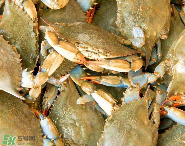 哪種螃蟹適合做香辣蟹？香辣蟹是用什么蟹做的？