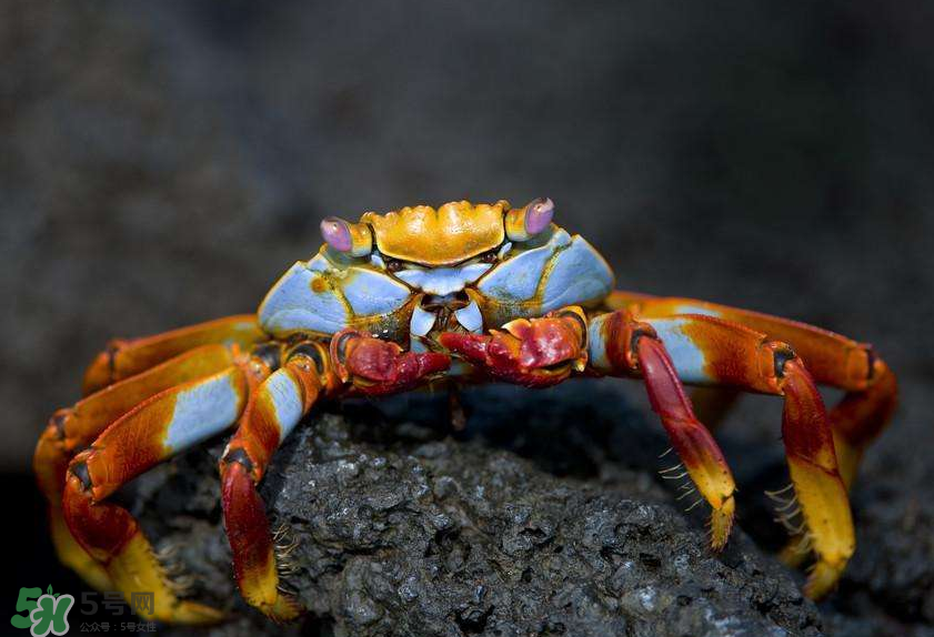 哪種螃蟹適合做香辣蟹？香辣蟹是用什么蟹做的？