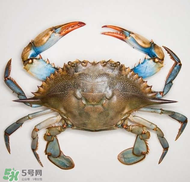 蟹膏是綠色的嗎？蟹膏是黑色的能吃嗎？