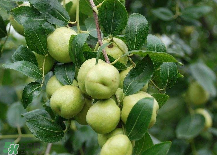 青棗是酸性還是堿性？