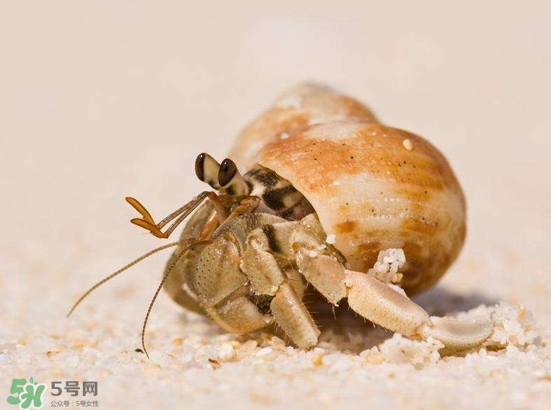 寄居蟹能吃嗎？寄居蟹怎么吃？