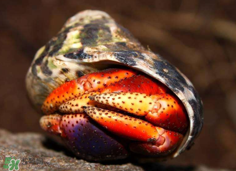 寄居蟹能吃嗎？寄居蟹怎么吃？