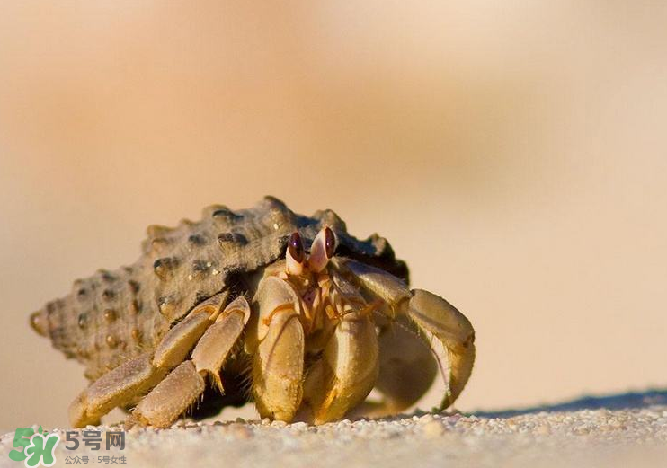 寄居蟹能吃嗎？寄居蟹怎么吃？