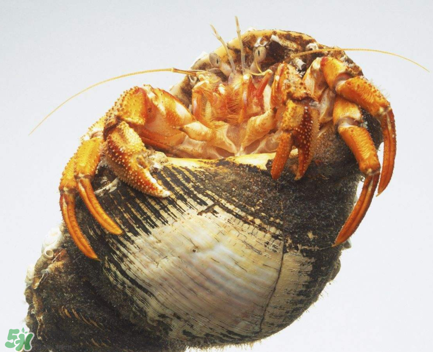 寄居蟹吃什么？寄居蟹怎么養(yǎng)？