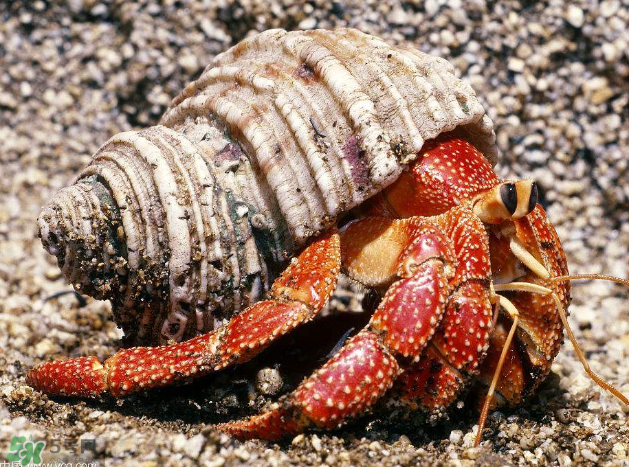 寄居蟹吃什么？寄居蟹怎么養(yǎng)？