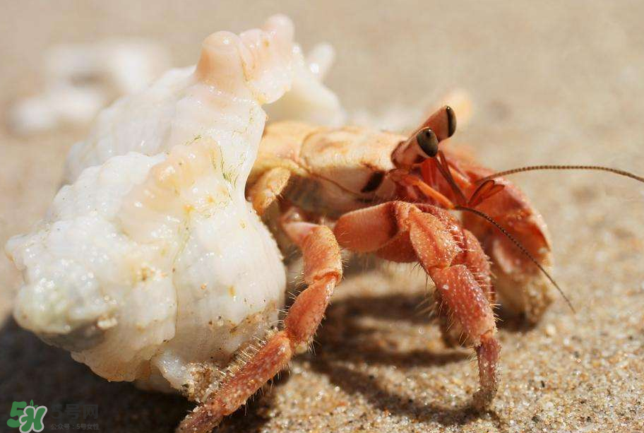 寄居蟹吃什么？寄居蟹怎么養(yǎng)？