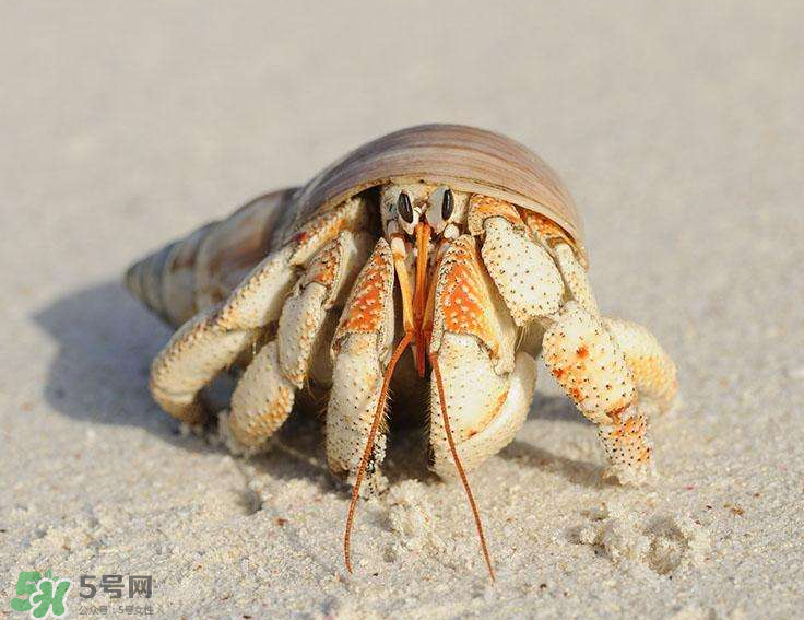 寄居蟹吃什么？寄居蟹怎么養(yǎng)？