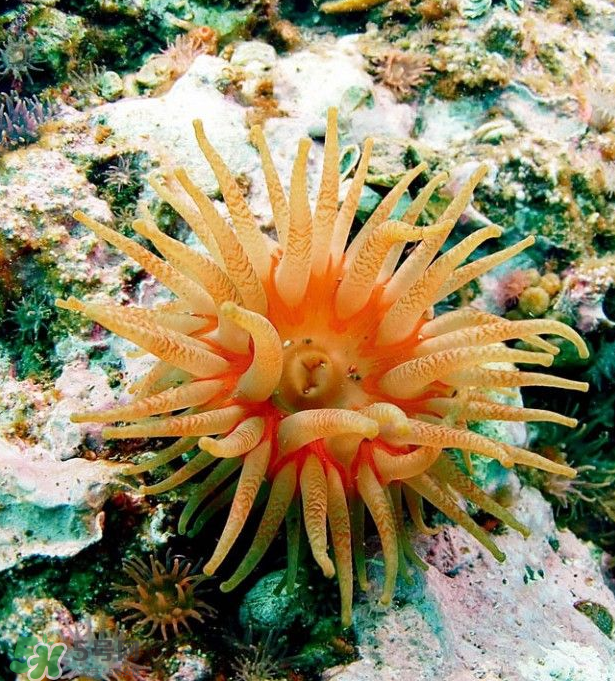 海葵能吃嗎？?？趺闯?？