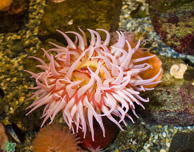 ?？艹詥?？?？趺闯裕?></p><h3>?？贩N</h3><p>紫點(diǎn)?？?/p><p>學(xué)名：Cribinopsis crassa</p><p>分布：地中海沿岸，水深30~50公尺的水域。</p><p>特點(diǎn)：色澤非常亮麗，足部呈圓盤(pán)狀，顏色為橘色，上面有小紅斑點(diǎn)綴著。身體呈黃色，體上具有48條短胖的觸手，觸手頂端有紫色的小肉突，中間部分則有一明亮的環(huán)帶，常生長(zhǎng)在深水區(qū)的邊緣，水色清澈時(shí)色澤鮮艷，混濁時(shí)就變得較為暗淡，喜歡居住在軟質(zhì)地上。</p><p>習(xí)性：喜歡獨(dú)自生長(zhǎng)在軟質(zhì)地上、10000~20000Lux的中光帶，行有性生殖，在夏季6-7月時(shí)，釋出卵子和精子完成生殖。以觸手捕捉海中的小魚(yú)、小蝦、浮游生物為食。</p><p>養(yǎng)殖條件：溫度18~22℃、pH8.0~8.4、kH9~11°dH，在水簇箱中可置于中層部分，以移動(dòng)位置的方式來(lái)達(dá)到光度的調(diào)整。</p><p>美國(guó)?？?/p><p style=