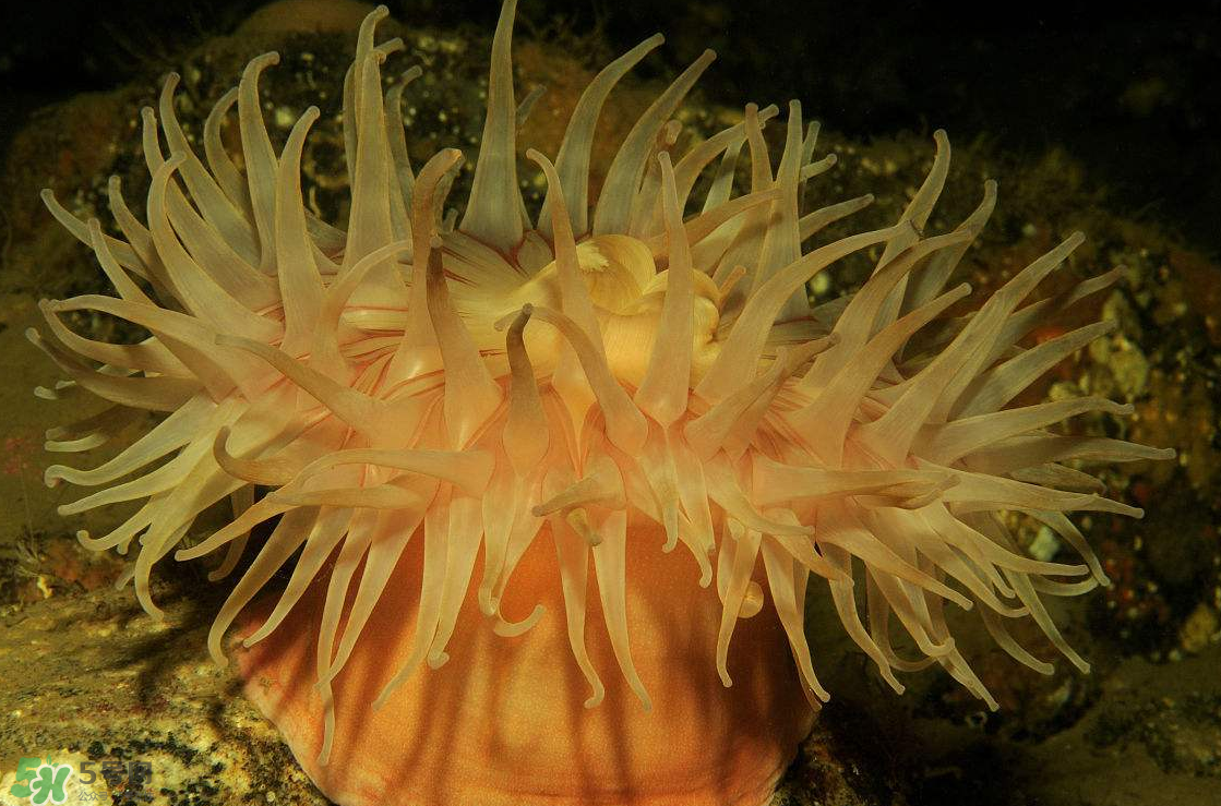 海葵能吃嗎？?？趺闯?？