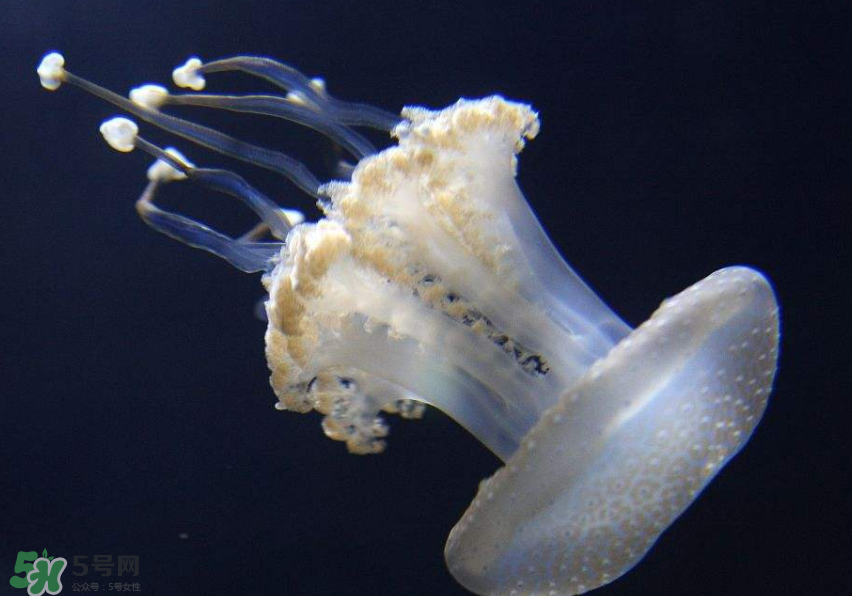 海蜇是生吃嗎？海蜇怎么吃？