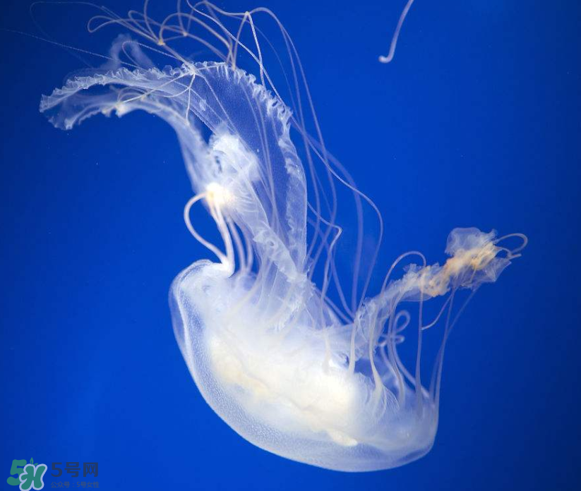 海蜇是生吃嗎？海蜇怎么吃？