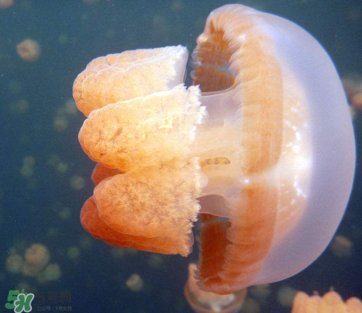 海蜇是生吃嗎？海蜇怎么吃？