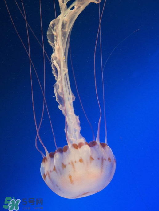 海蜇不能和什么一起吃？海蜇食用禁忌