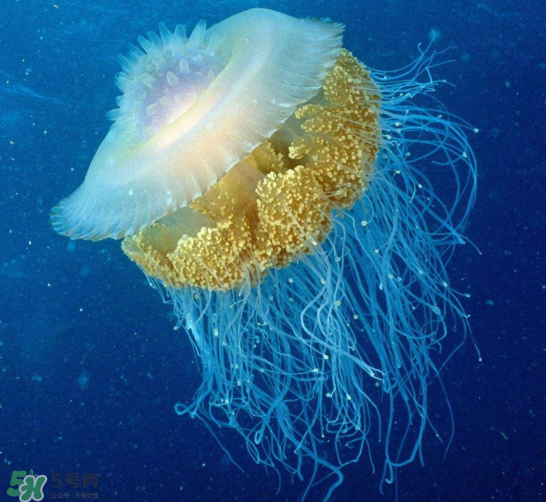 海蜇不能和什么一起吃？海蜇食用禁忌