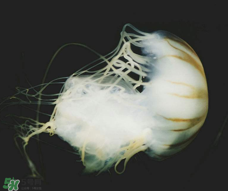 海蜇不泡能吃嗎？海蜇可以直接吃嗎？