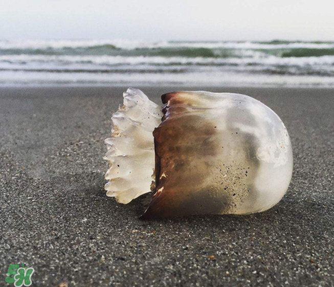 海蜇不泡能吃嗎？海蜇可以直接吃嗎？