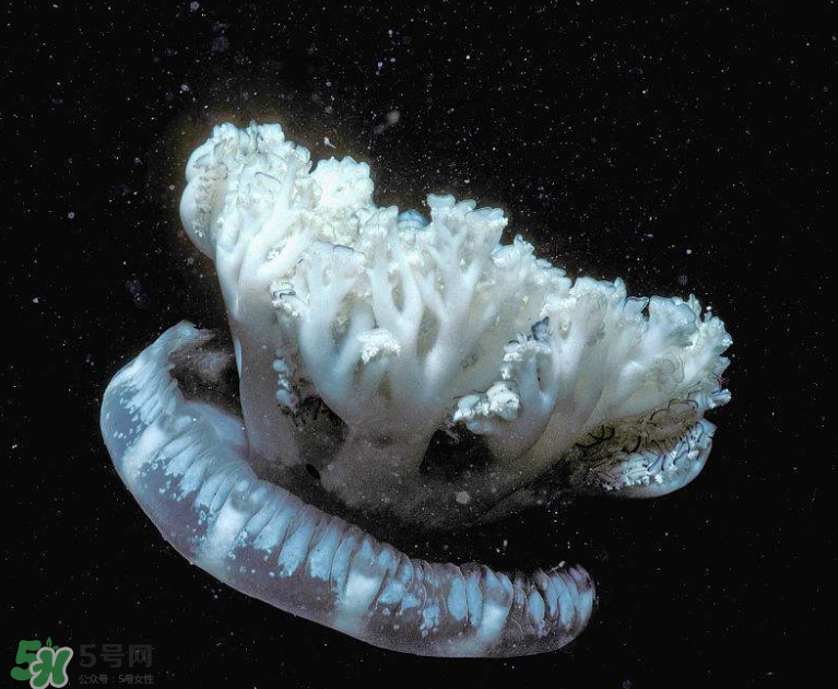 海蜇不泡能吃嗎？海蜇可以直接吃嗎？