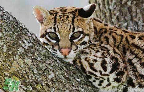 豹貓是豹子和貓生的嗎？豹貓是國(guó)家保護(hù)動(dòng)物嗎