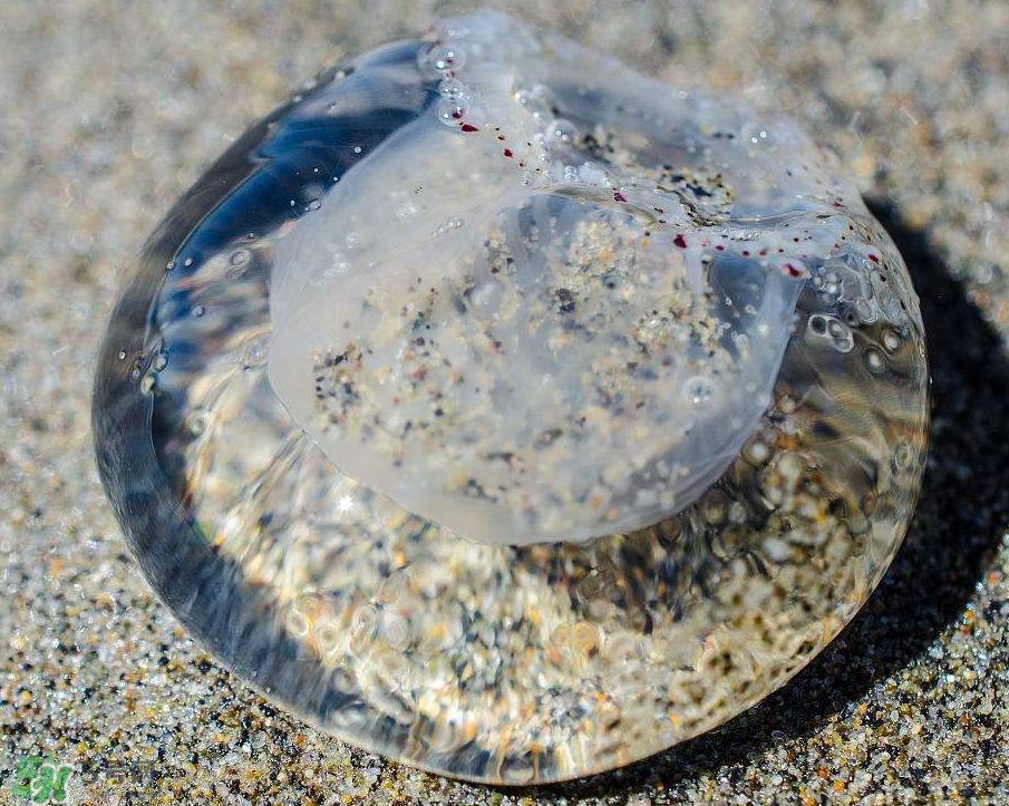 被海蜇蜇傷怎么處理？被海蜇咬了什么癥狀？