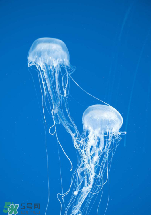 被海蜇蜇傷怎么處理？被海蜇咬了什么癥狀？