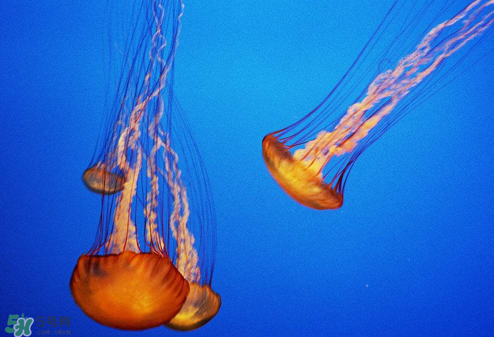 被海蜇蜇傷怎么處理？被海蜇咬了什么癥狀？