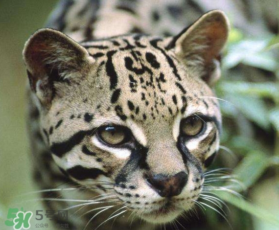 豹貓好養(yǎng)嗎？豹貓是幾級(jí)保護(hù)動(dòng)物