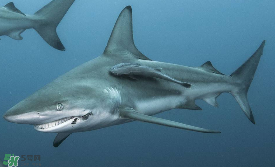鯊魚(yú)被割魚(yú)翅會(huì)死嗎？鯊魚(yú)沒(méi)有魚(yú)翅還能活嗎？