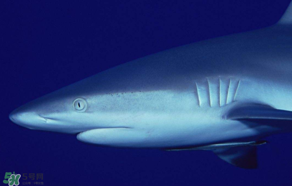 鯊魚(yú)被割魚(yú)翅會(huì)死嗎？鯊魚(yú)沒(méi)有魚(yú)翅還能活嗎？