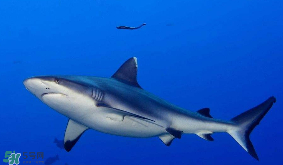 鯊魚(yú)被割魚(yú)翅會(huì)死嗎？鯊魚(yú)沒(méi)有魚(yú)翅還能活嗎？
