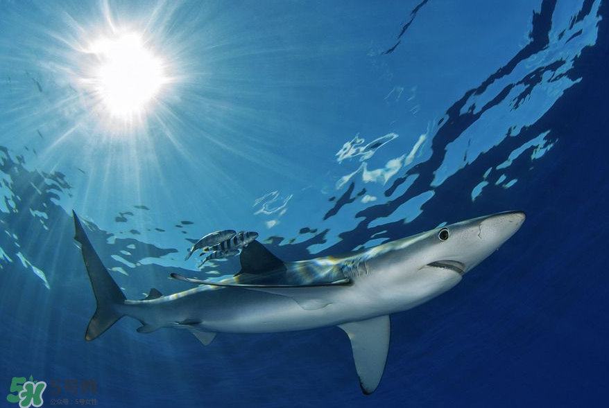 鯊魚(yú)被割魚(yú)翅會(huì)死嗎？鯊魚(yú)沒(méi)有魚(yú)翅還能活嗎？