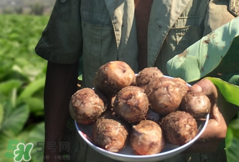吃芋頭會(huì)放屁嗎_吃芋頭會(huì)屁多嗎 吃芋頭會(huì)放屁嗎_吃芋頭會(huì)屁多嗎