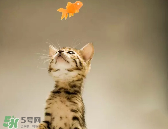 孟加拉豹貓多少錢(qián)一只？孟加拉豹貓粘人嗎