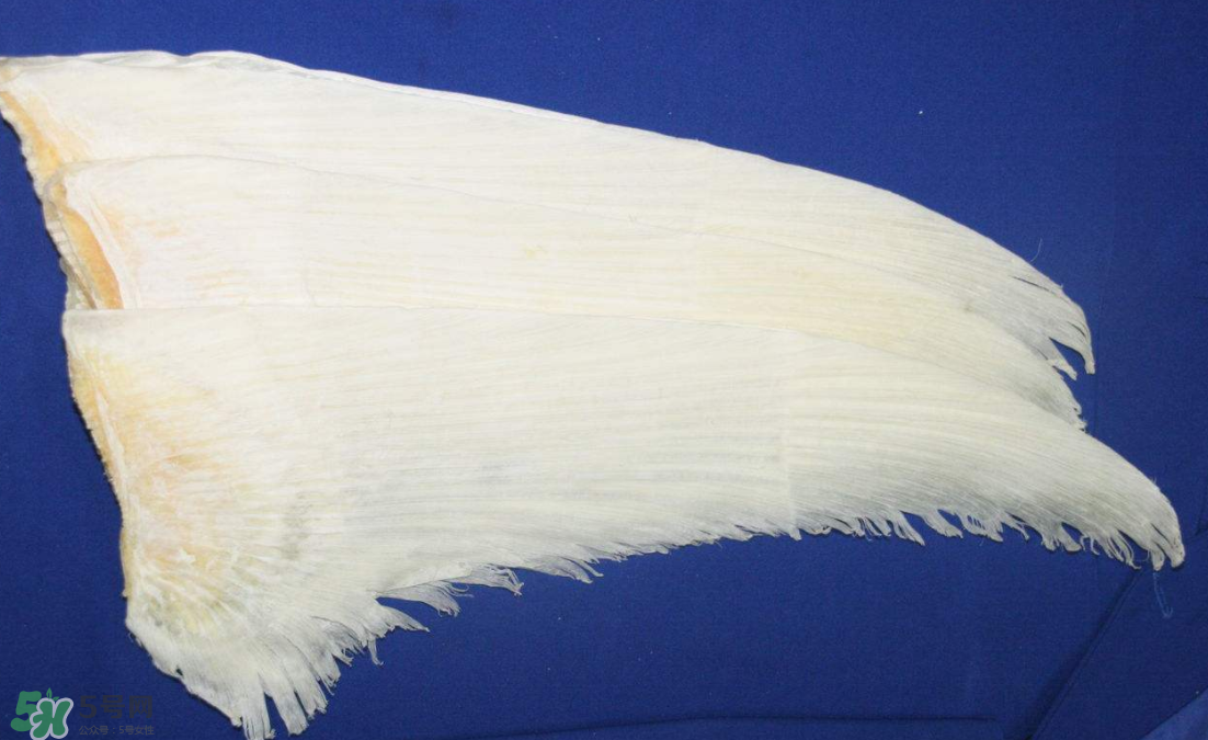 魚翅卡喉嚨了怎么辦？魚翅卡喉嚨的自救法