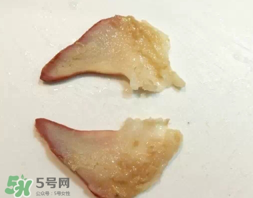 北極貝多少錢一斤？北極貝長什么樣子