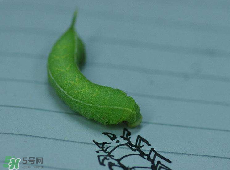 豆蟲多少錢一斤市場價格2022 豆蟲可以做什么菜 豆蟲多少錢一斤市場價格2022 豆蟲可以做什么菜