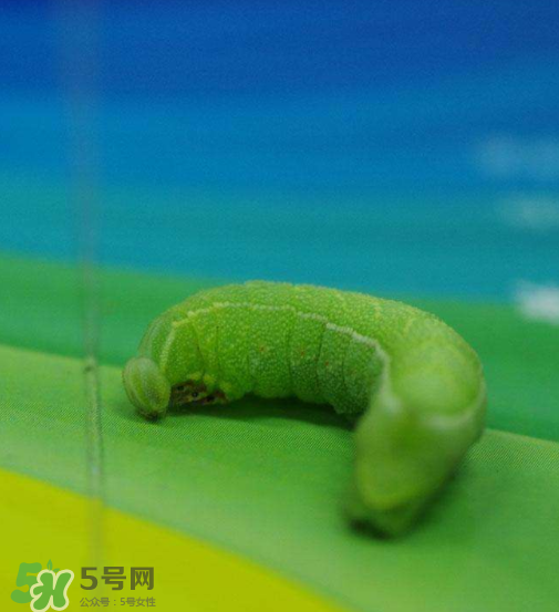 豆蟲多少錢一斤市場價格2022 豆蟲可以做什么菜 豆蟲多少錢一斤市場價格2022 豆蟲可以做什么菜