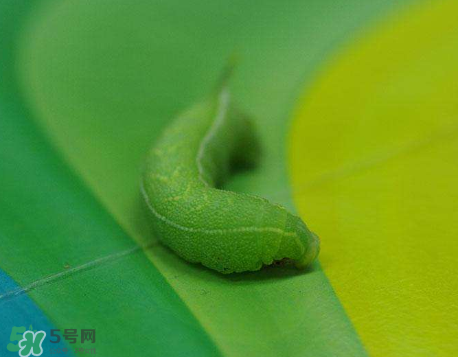 豆蟲多少錢一斤市場價格2022 豆蟲可以做什么菜 豆蟲多少錢一斤市場價格2022 豆蟲可以做什么菜
