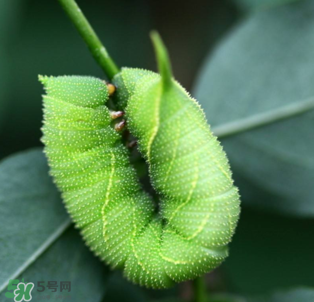豆蟲多少錢一斤市場價格2022 豆蟲可以做什么菜 豆蟲多少錢一斤市場價格2022 豆蟲可以做什么菜