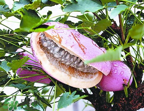 八月炸怎樣種植 八月炸什么時候成熟 八月炸怎樣種植 八月炸什么時候成熟