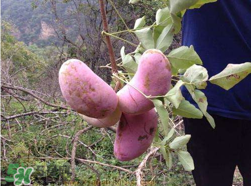 八月炸怎樣種植 八月炸什么時候成熟 八月炸怎樣種植 八月炸什么時候成熟