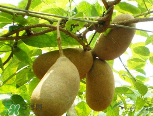 八月炸怎樣種植 八月炸什么時候成熟 八月炸怎樣種植 八月炸什么時候成熟