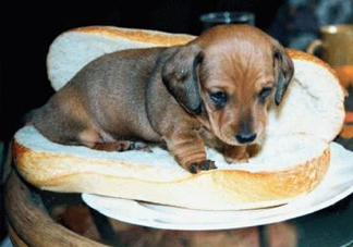 熱狗為什么叫熱狗？網(wǎng)絡(luò)上熱狗是什么意思