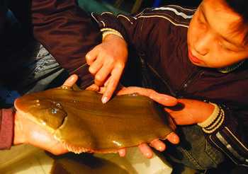 巴沙魚柳是什么魚 巴沙魚柳是不是龍利魚 巴沙魚柳是什么魚 巴沙魚柳是不是龍利魚