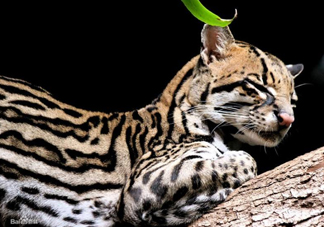 豹貓可以養(yǎng)嗎？豹貓和一般的貓有什么區(qū)別