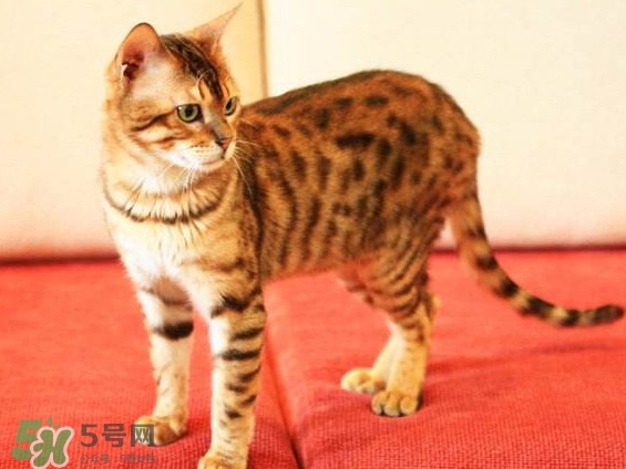 孟加拉豹貓多少錢(qián)一只？孟加拉豹貓粘人嗎